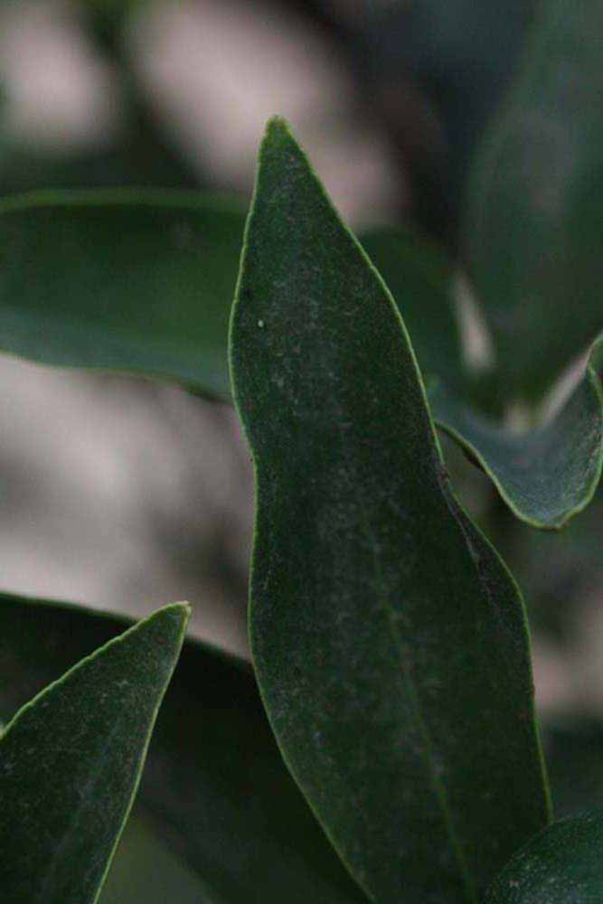              Margin (Riverside, CA)       